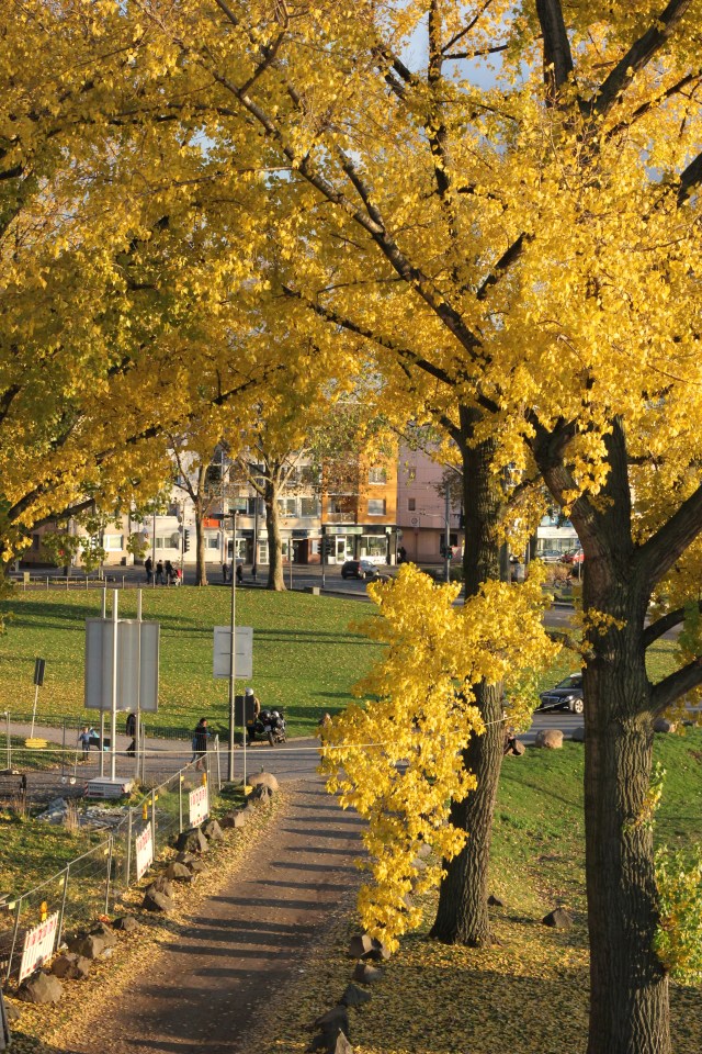 The city looked so beautiful with the fall colors. Here is a park we walked past just on the other side of the bridge.