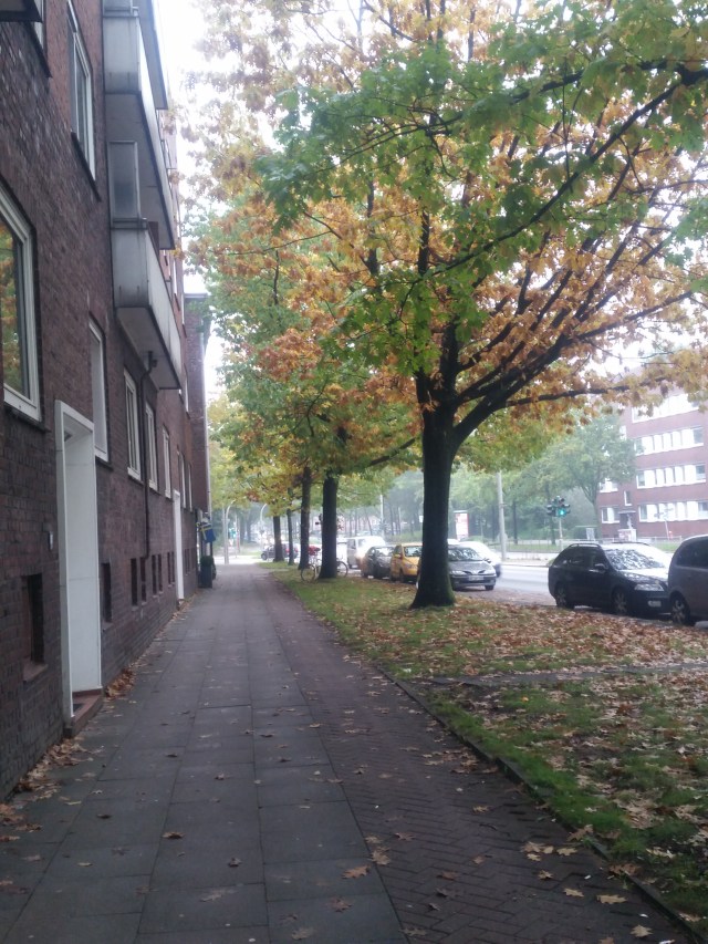 I grew up in Washington, the Evergreen State, so living somewhere with dramatic fall colors never ceases to awe me. If you like my photos, follow me on Instagram: https://instagram.com/alison_haywood/